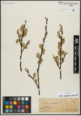 Foto von Salix appendiculata Vill.